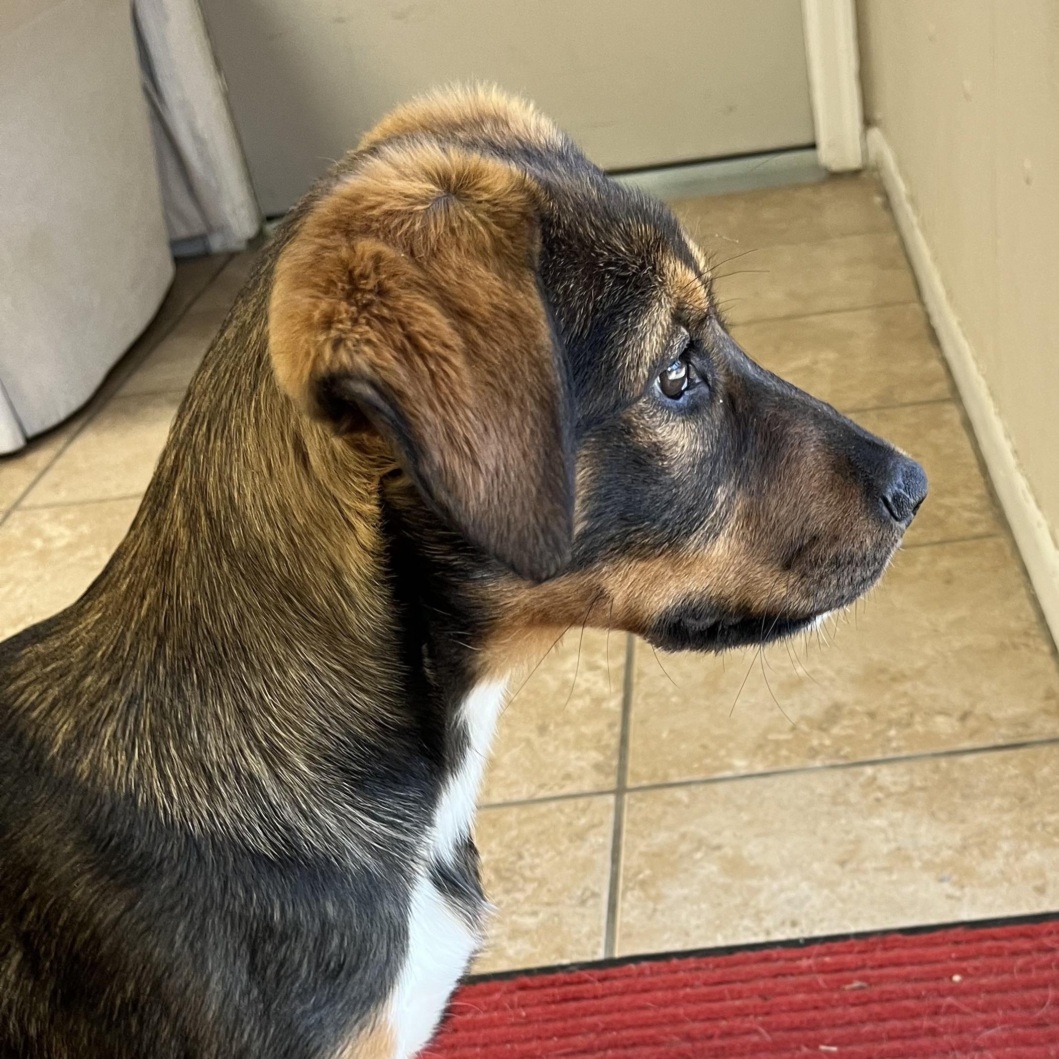 Enlarge Stormy, a ADOPTABLE mixed breed in Farmington, MO image 2/4