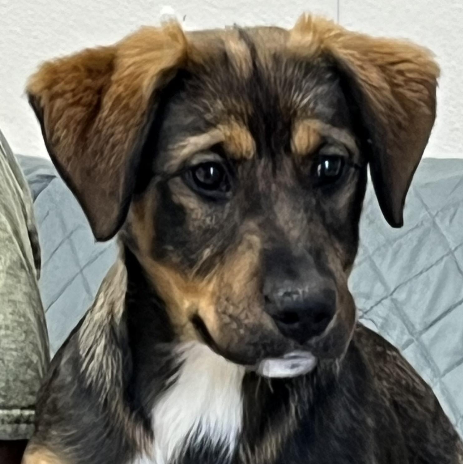 Enlarge Stormy, a ADOPTABLE mixed breed in Farmington, MO image 1/4