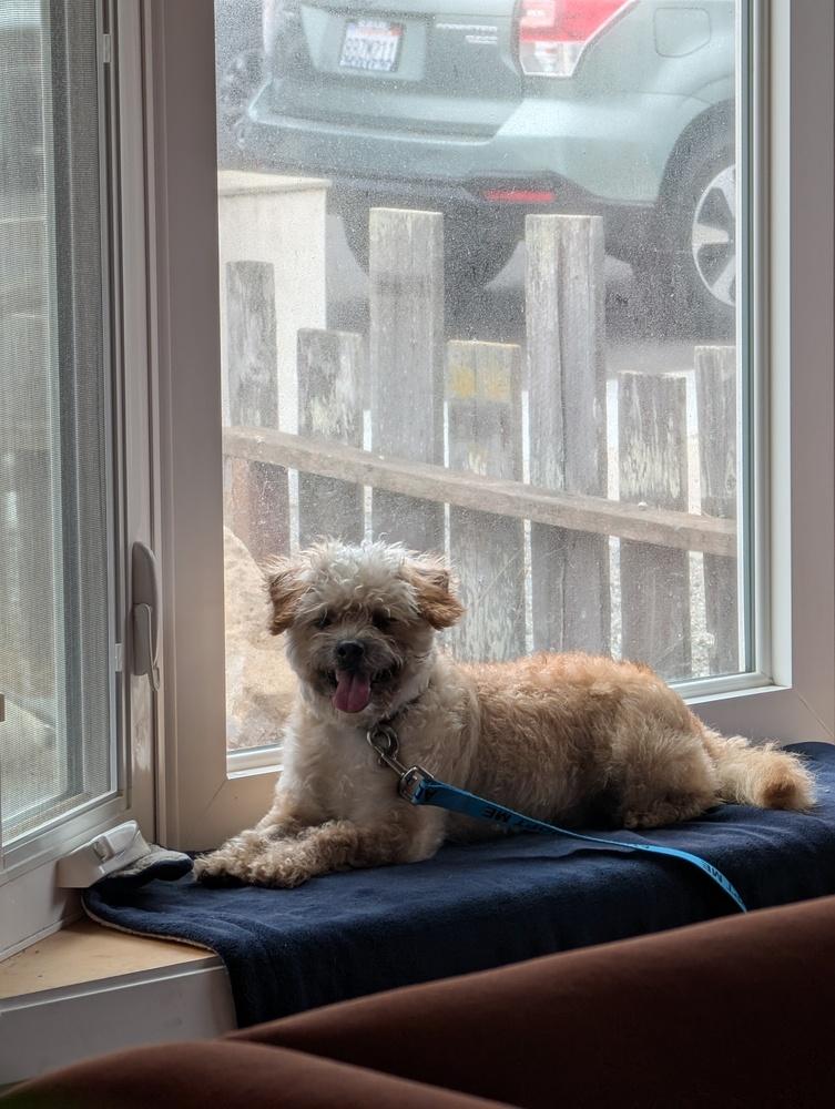 Ram, Adoptable, Adult Male Poodle & Terrier.