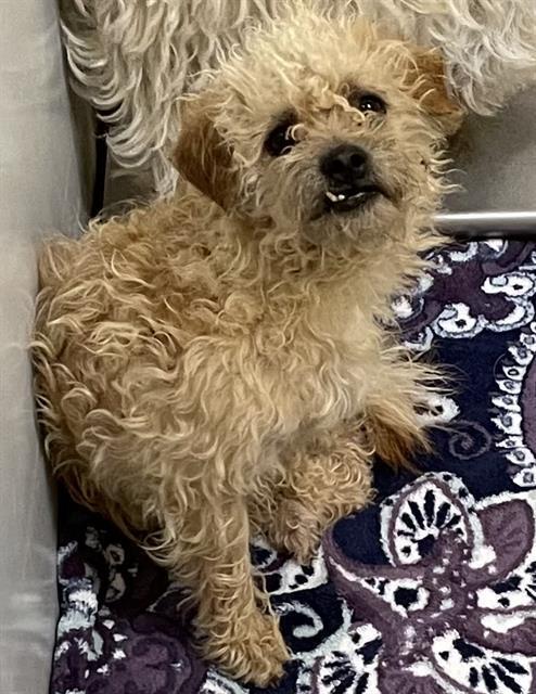 Ram, Adoptable, Puppy Male Poodle.