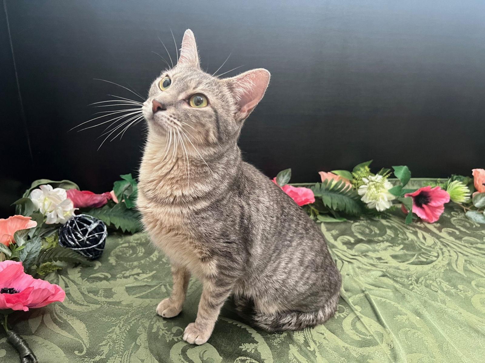 Ami, Adoptable, Young Female Tabby & Domestic Short Hair.