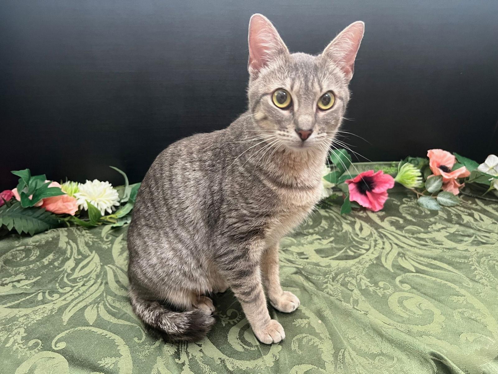 Enlarge Ami, a Adoptable mixed breed in Fayetteville, GA image 3/3