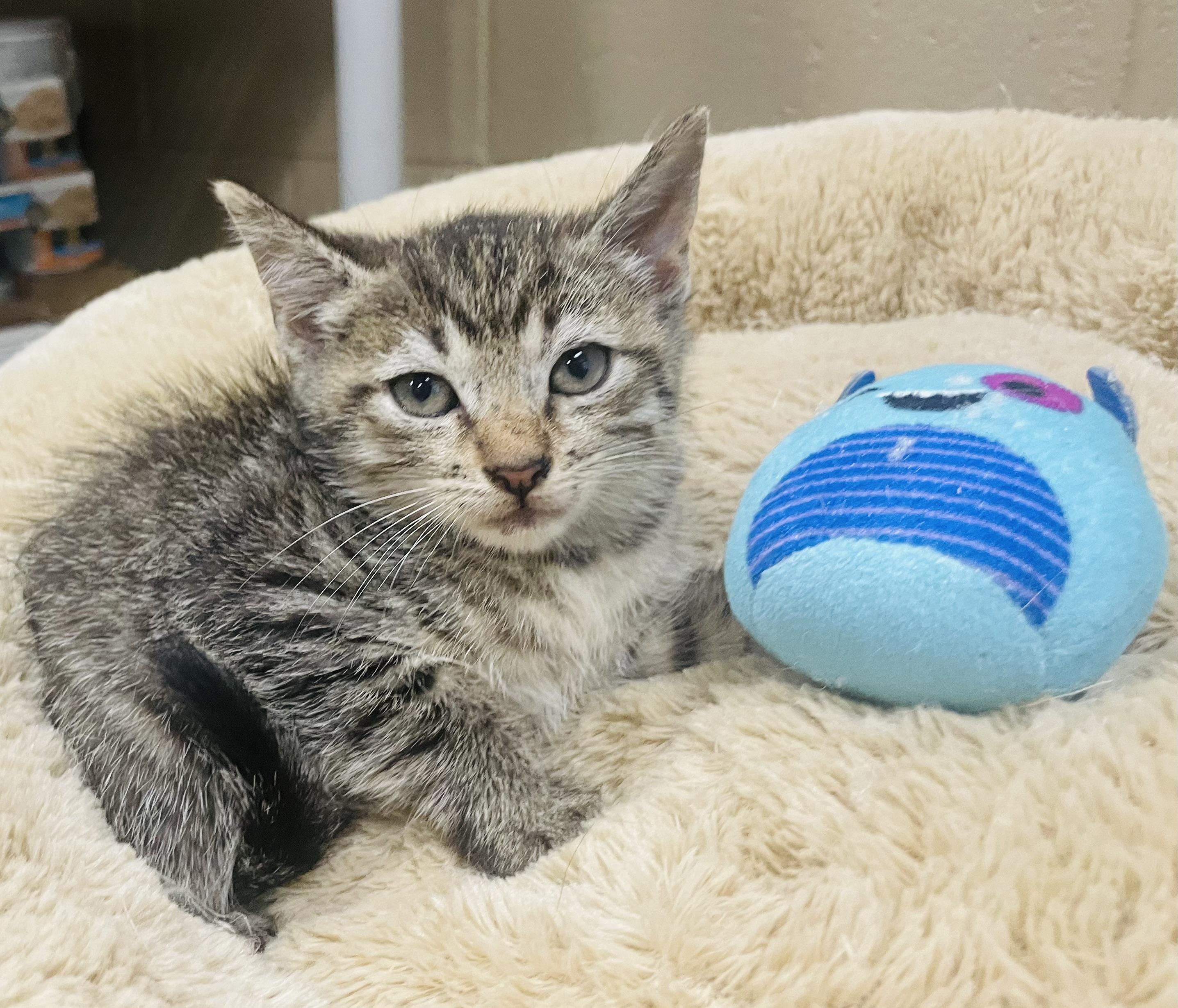 Georgie, a ADOPTABLE mixed breed in Seabrook, TX image 3/5