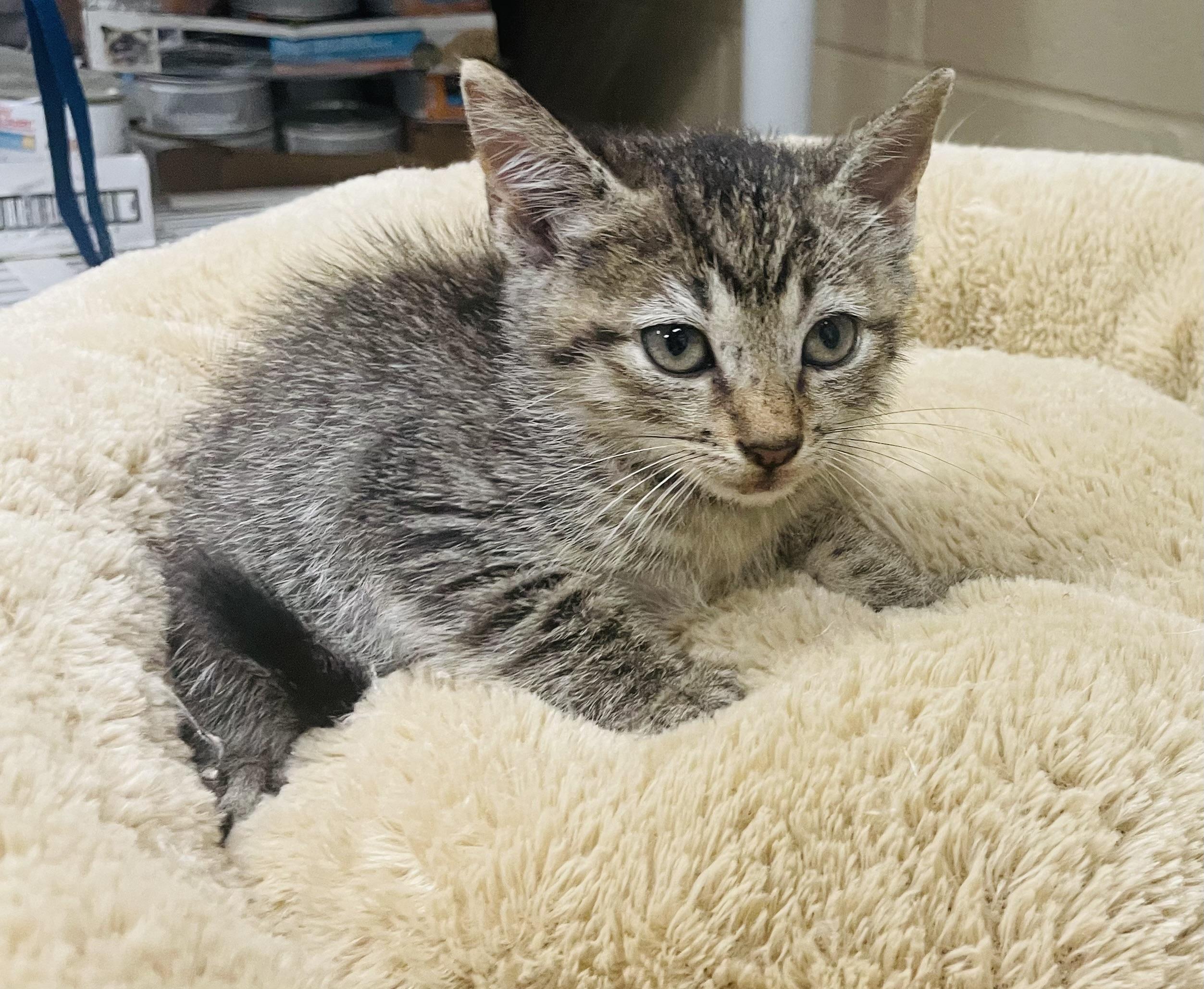 Georgie, ADOPTABLE, Kitten Male Tabby & Domestic Short Hair.