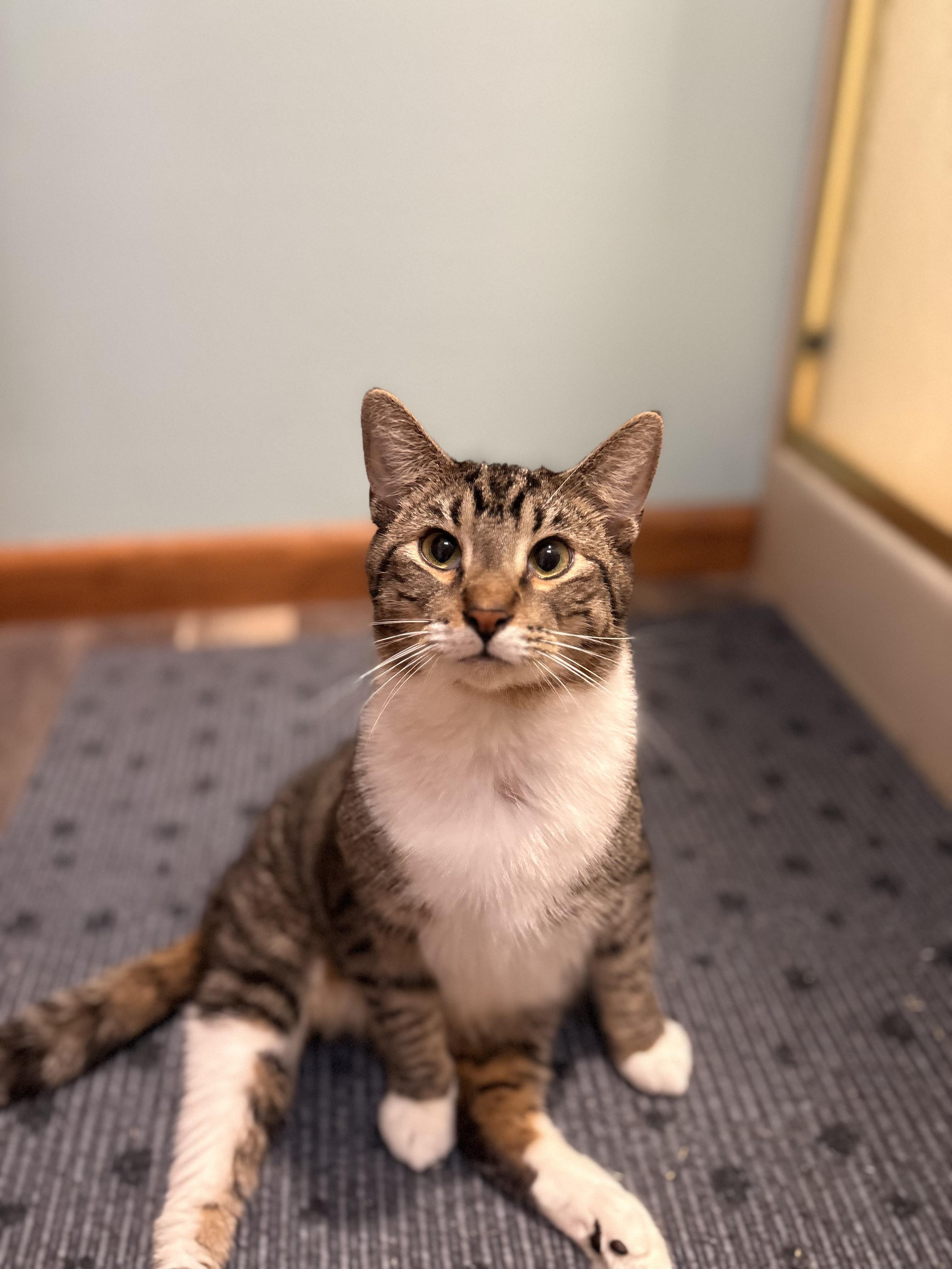 Duncan, Adoptable, Young Male Domestic Short Hair.