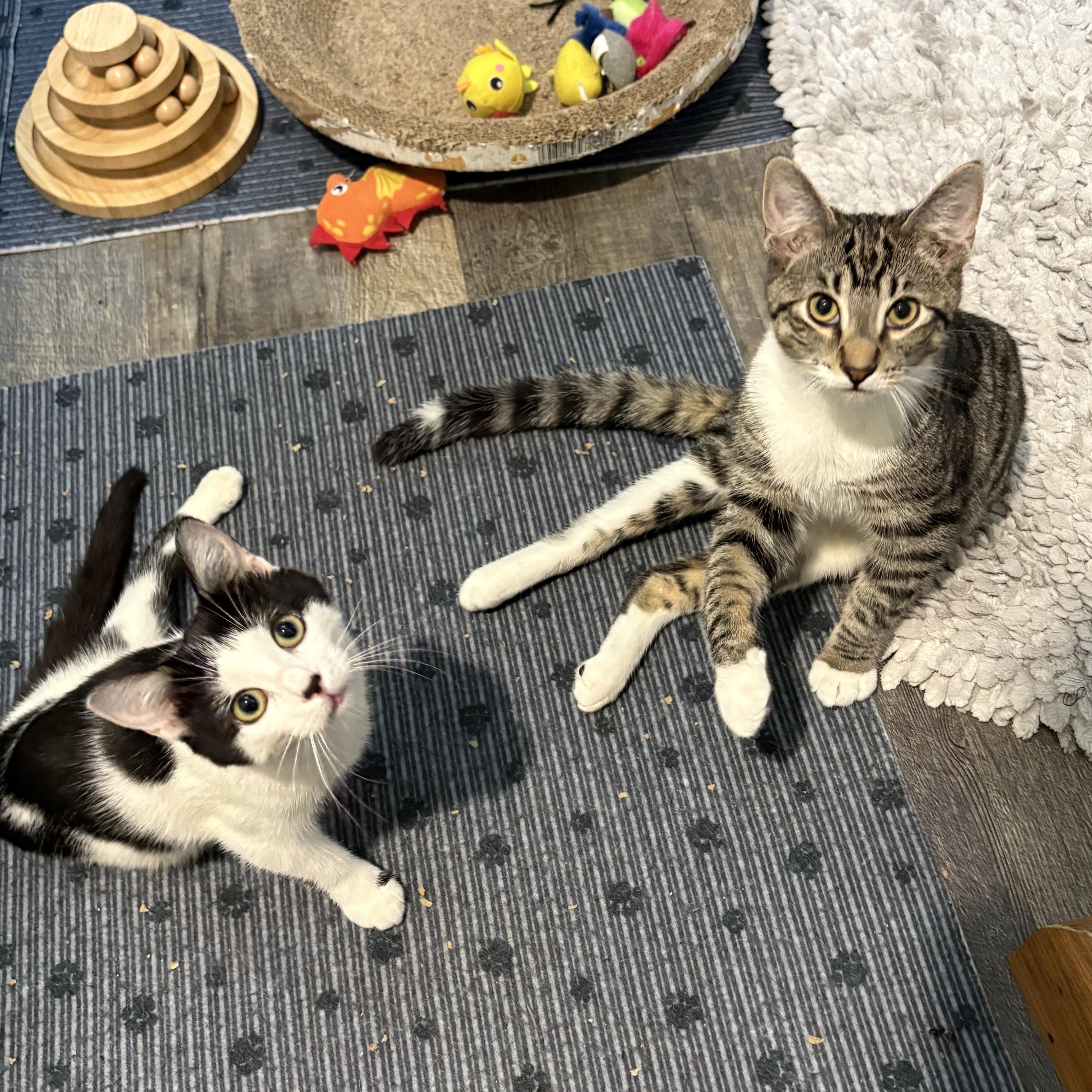 Enlarge Duncan, a Adoptable Domestic Short Hair in Austintown, OH image 2/2