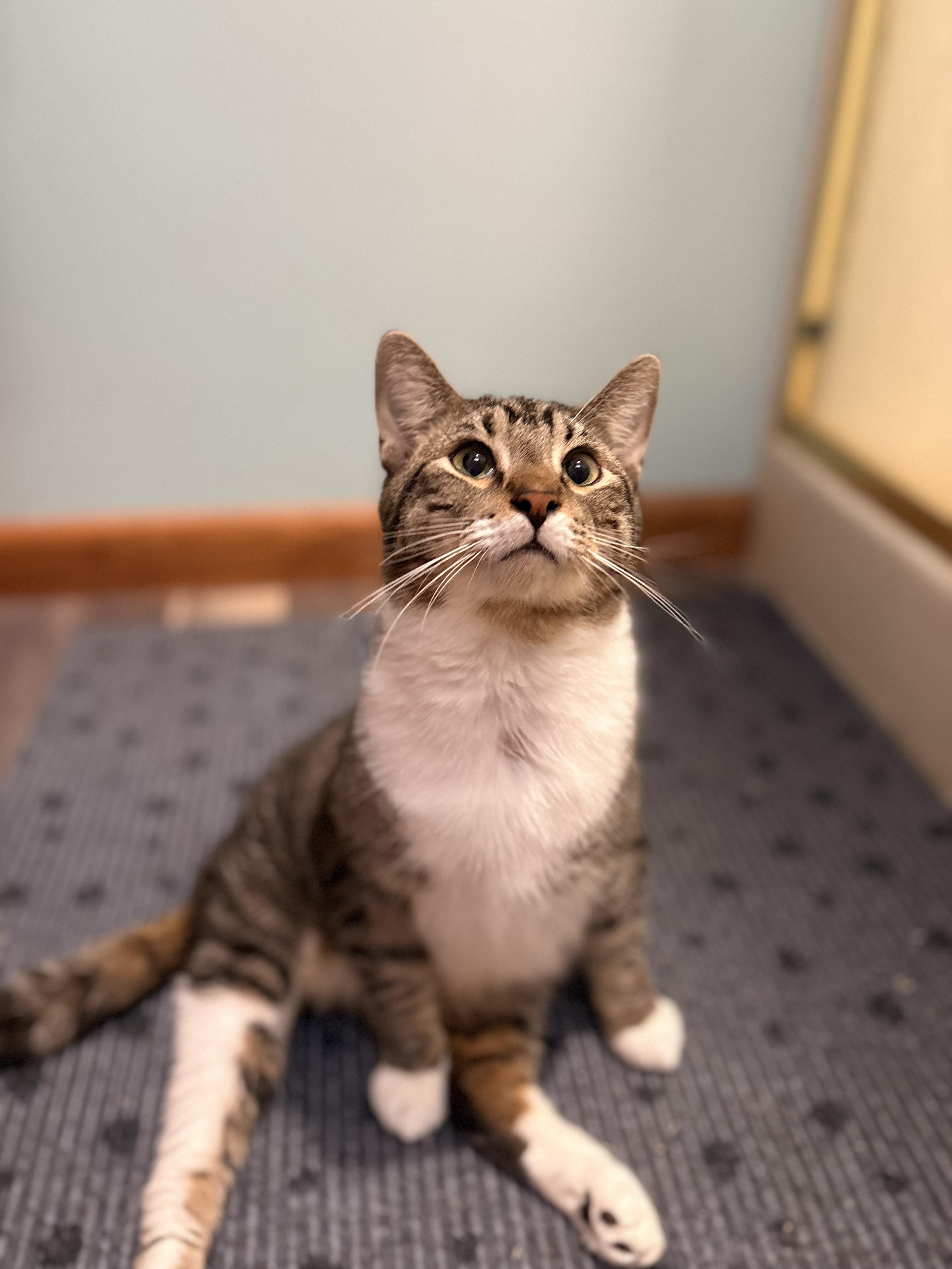 Enlarge Duncan, a Adoptable Domestic Short Hair in Austintown, OH image 4/4