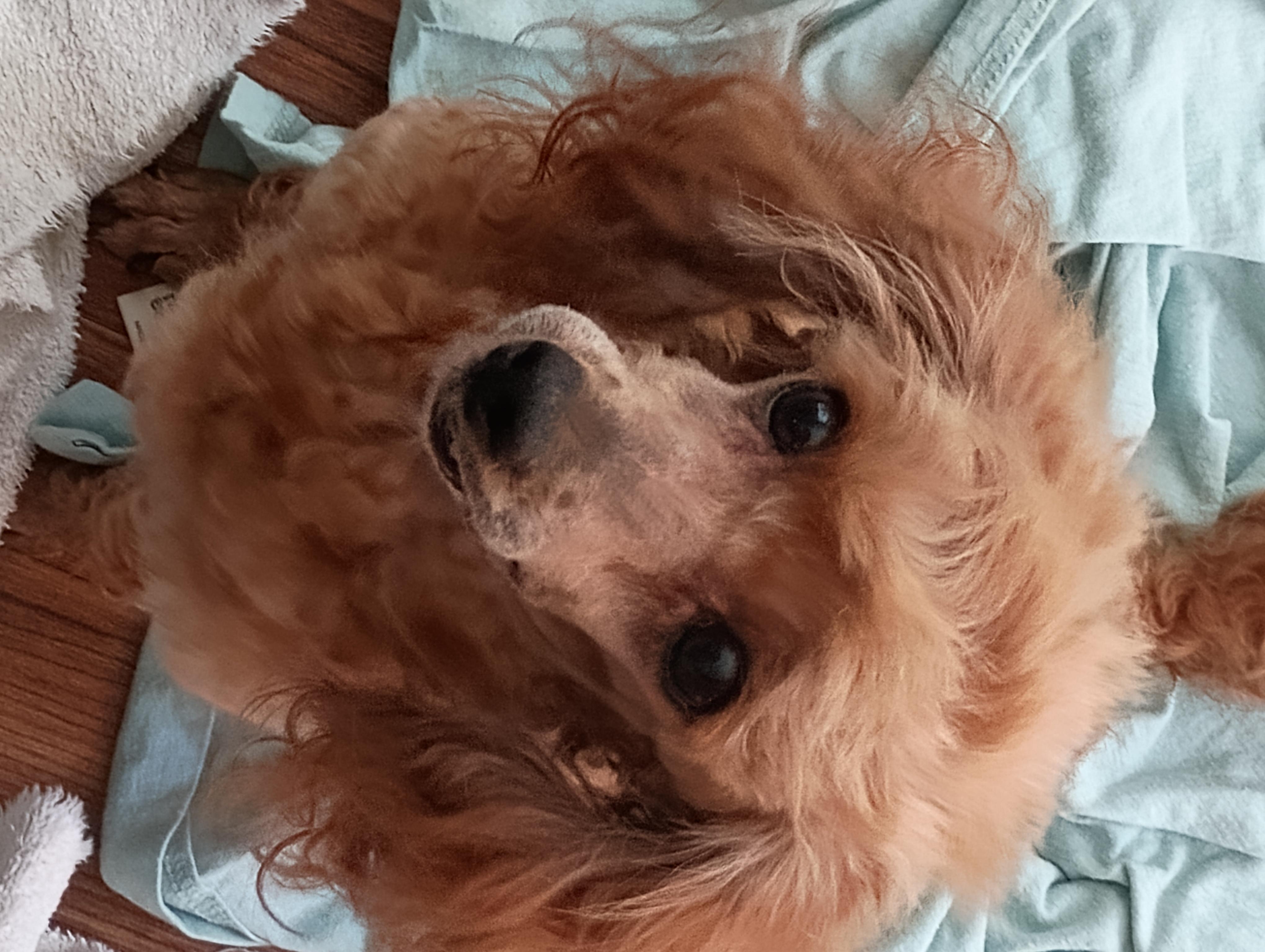 Enlarge Baby, a Adopted Poodle (Toy) in Louisville, KY image 1/1