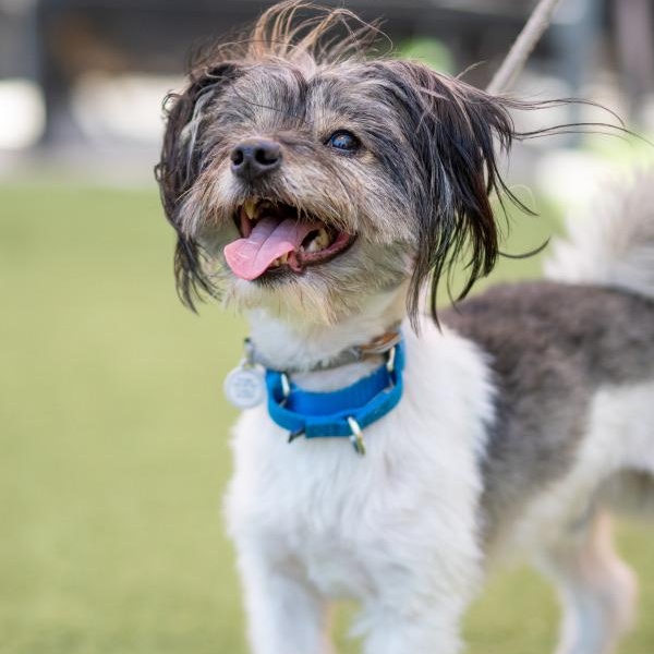 Enlarge Scooter, a Adoptable mixed breed in sherman oaks, CA image 1/6