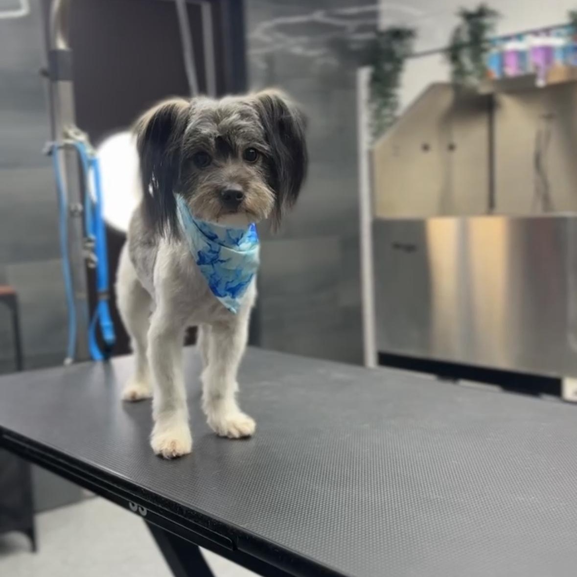 Scooter, an adoptable Lhasa Apso, Papillon in sherman oaks, CA, 91411 | Photo Image 2