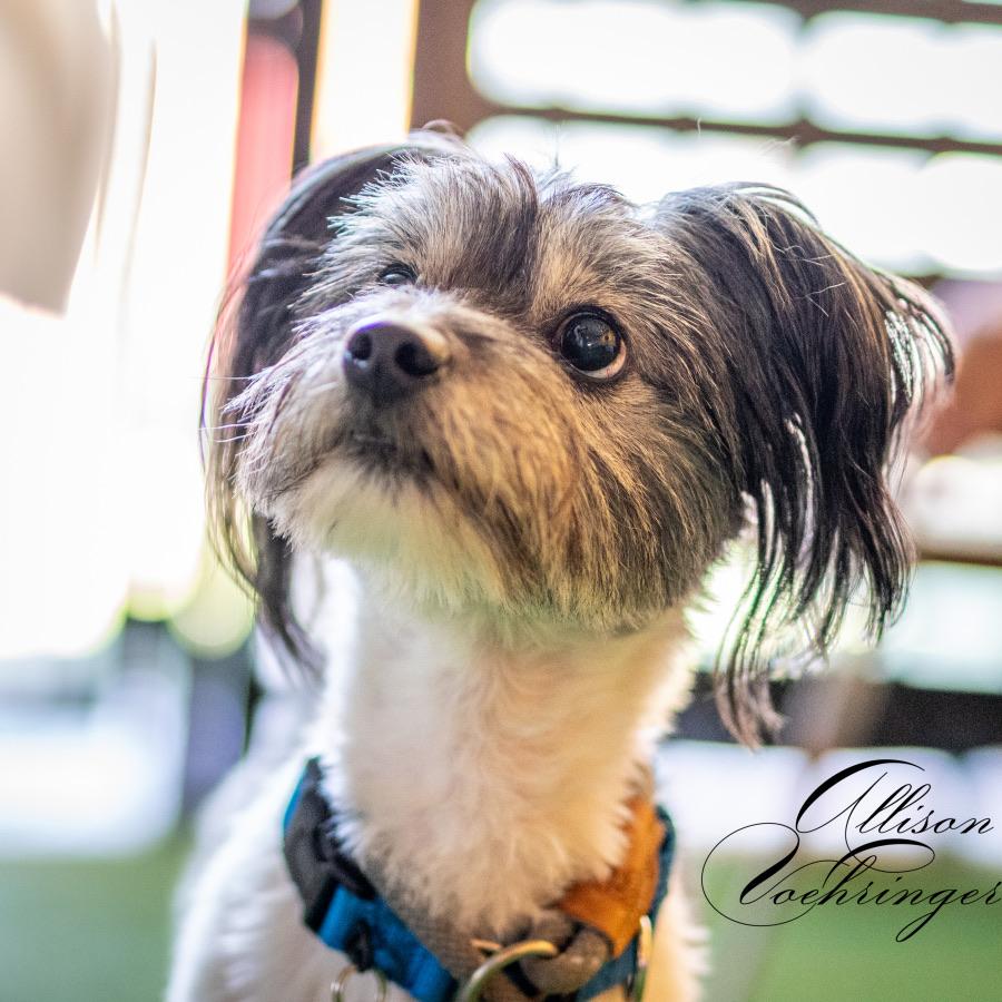 Enlarge Scooter, a Adoptable mixed breed in sherman oaks, CA image 3/6