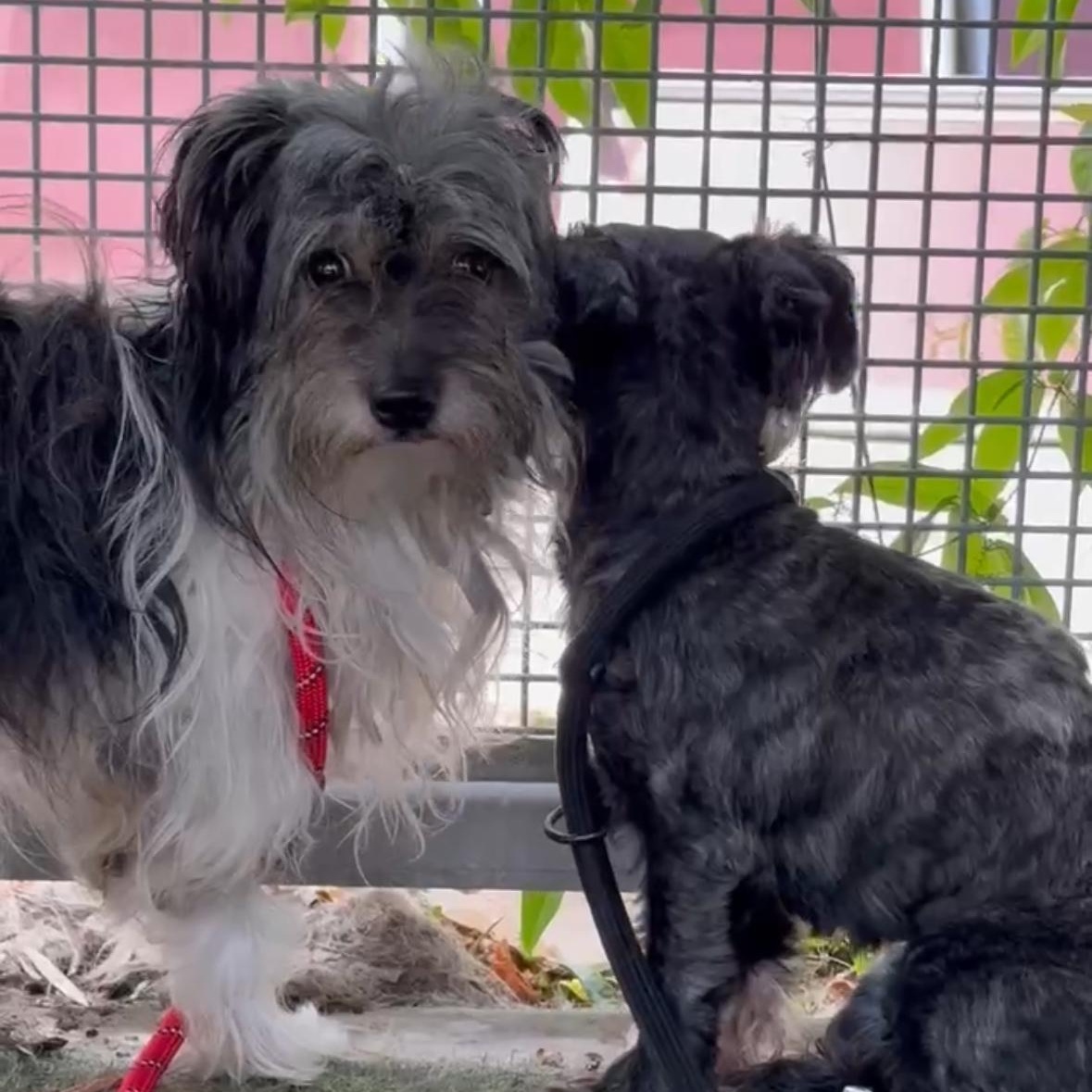 Scooter, Adoptable, Adult Male Lhasa Apso & Papillon.