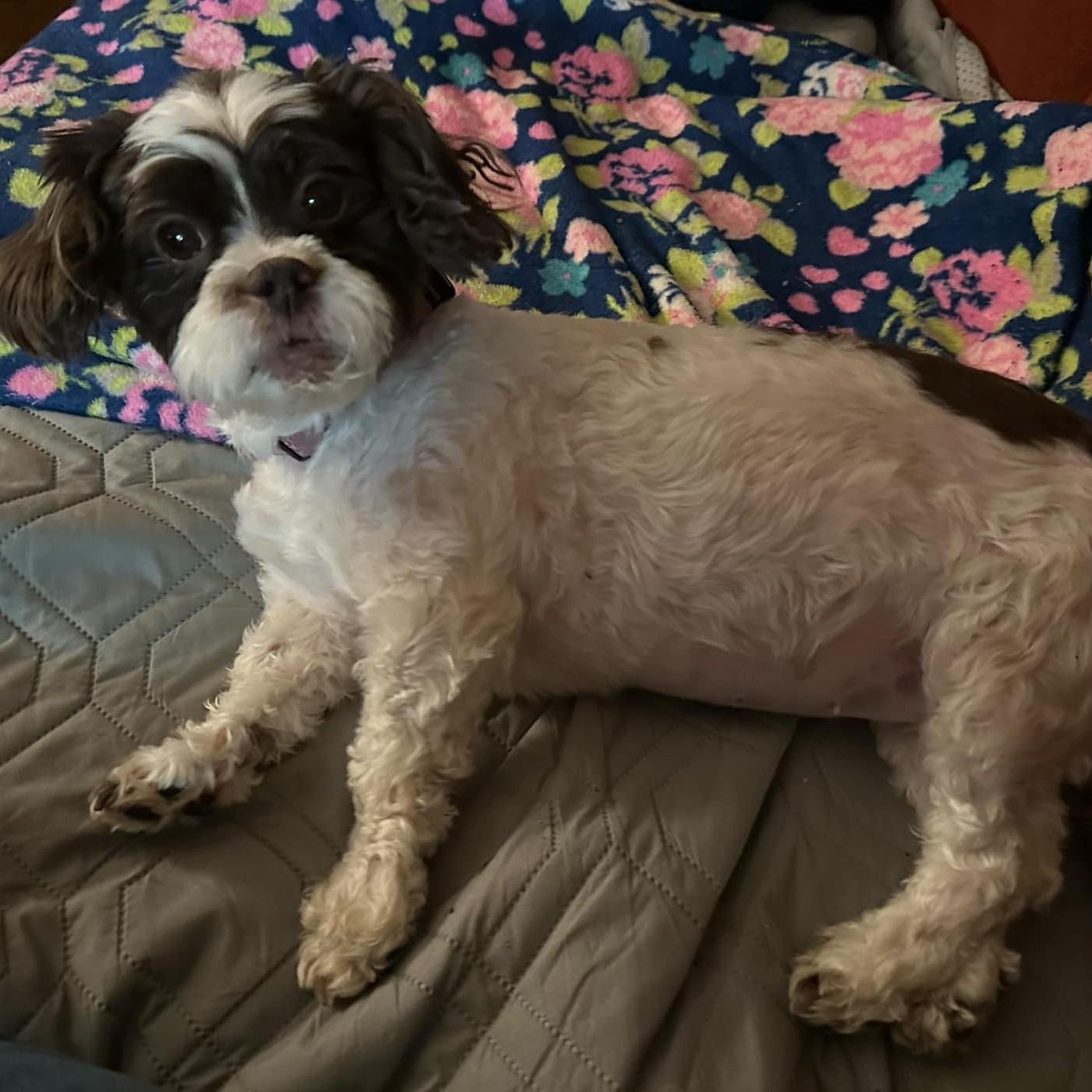 Enlarge Dede, an adopted Shih Tzu in Cherry Hill, NJ image 2/5