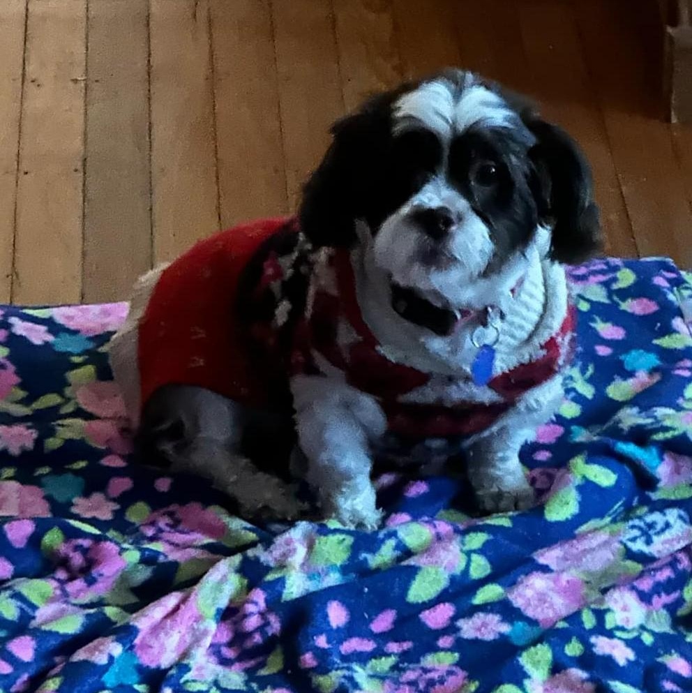 Enlarge Dede, an adopted Shih Tzu in Cherry Hill, NJ image 5/5