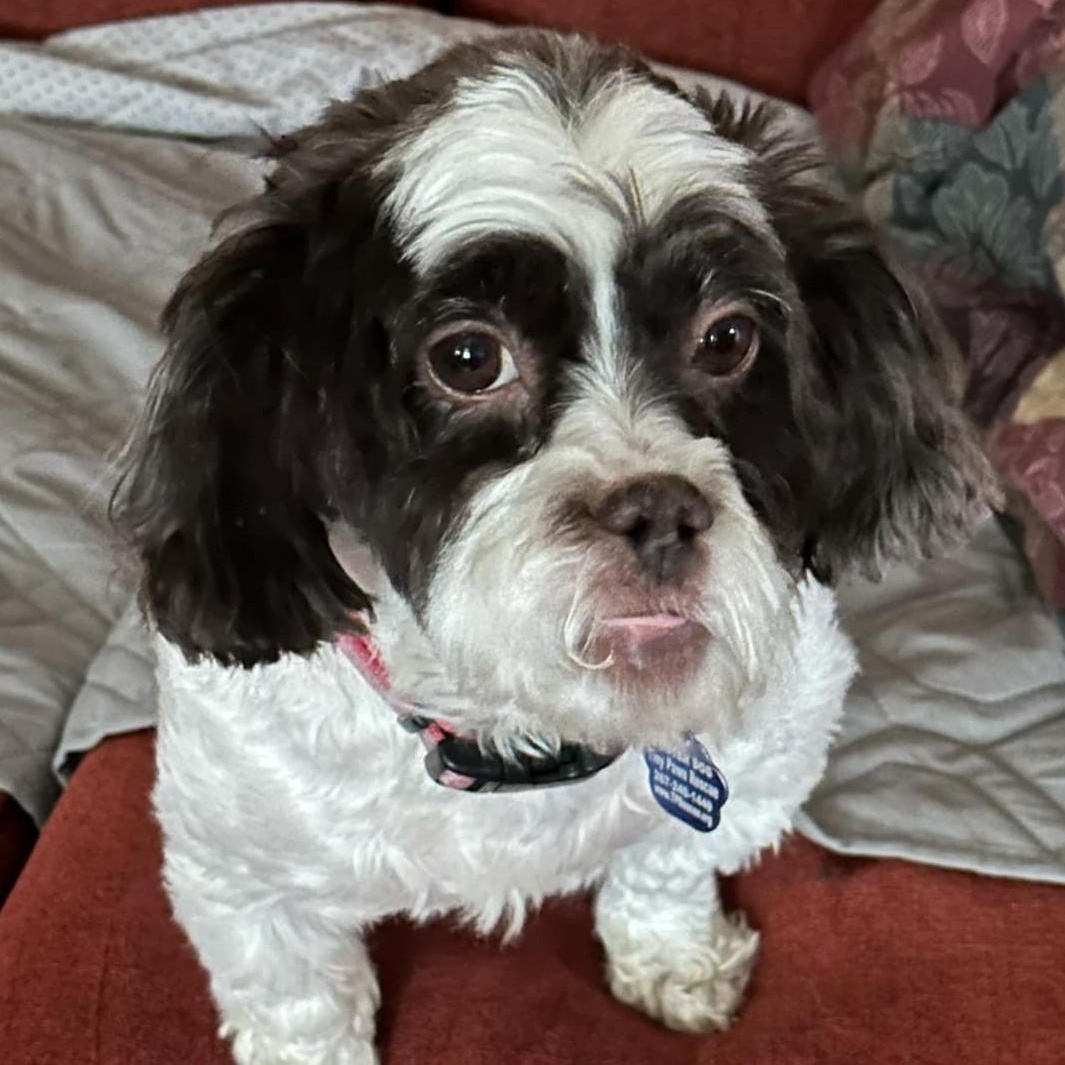 Dede, ADOPTABLE, Young Female Shih Tzu.