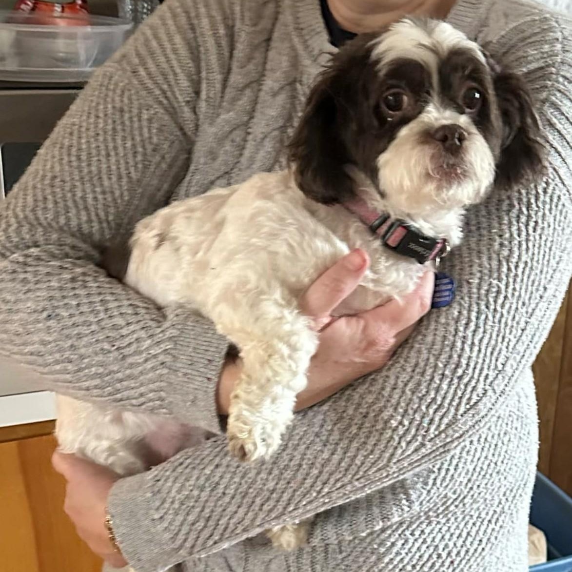Enlarge Dede, an adopted Shih Tzu in Cherry Hill, NJ image 4/5