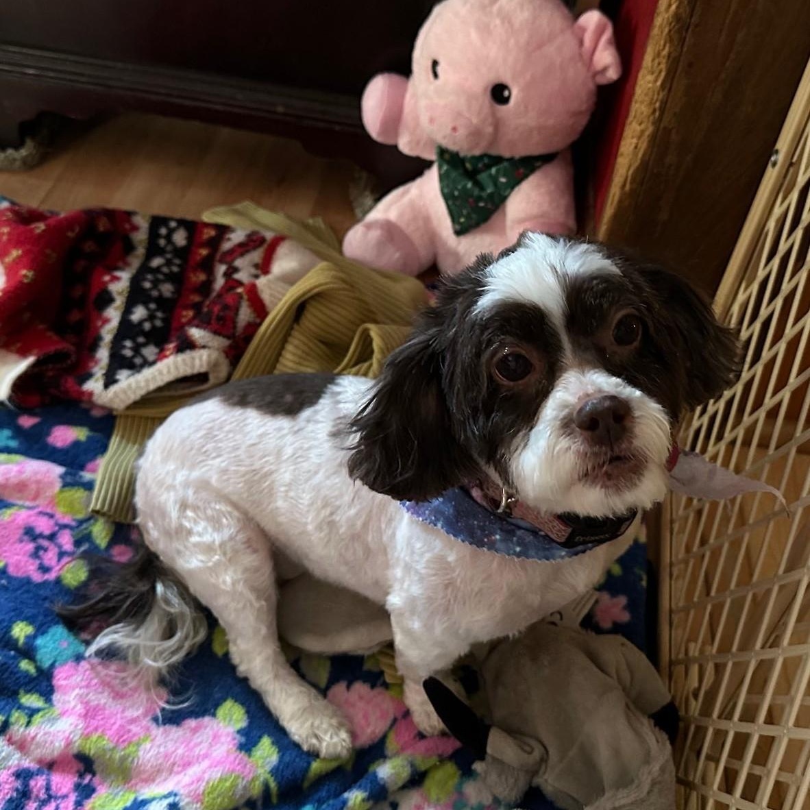 Enlarge Dede, an adopted Shih Tzu in Cherry Hill, NJ image 3/5