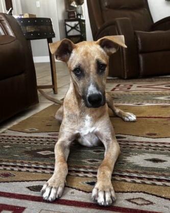 Turbo Lonestar, Adoptable, Puppy Male Shepherd.