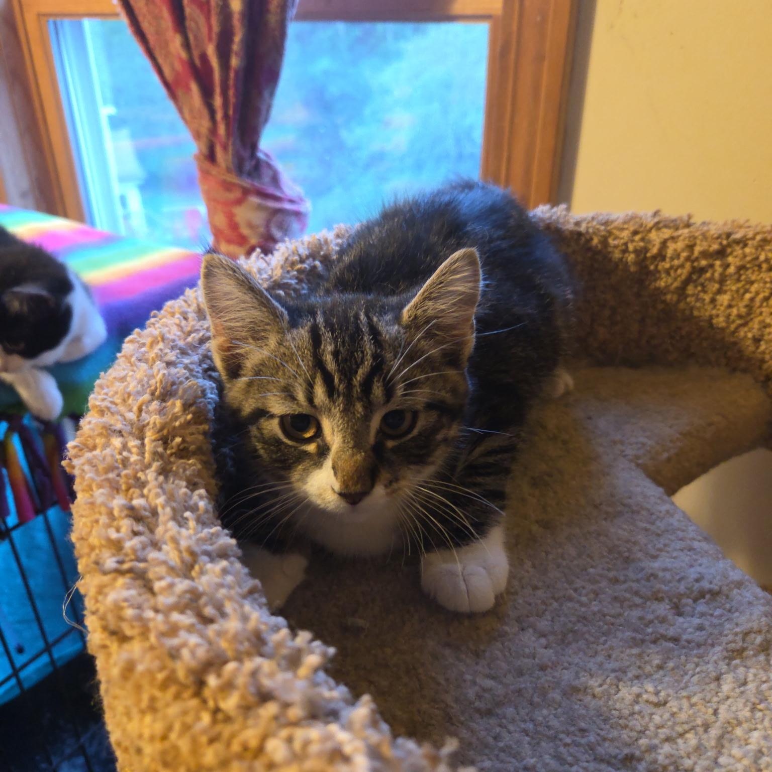 Trixie, an adoptable Domestic Medium Hair in Topsham, ME, 04086 | Photo Image 1