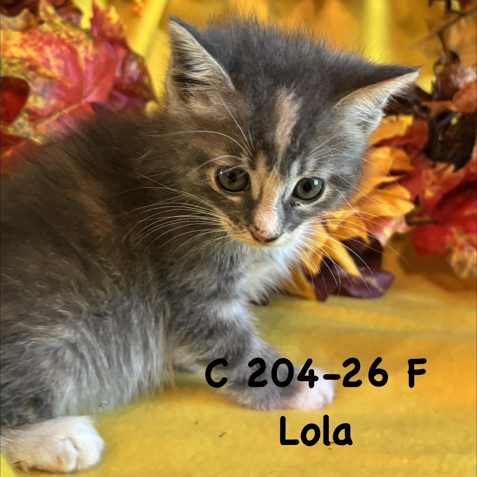 Foster Lola II, Adoptable, Kitten Female Domestic Short Hair.