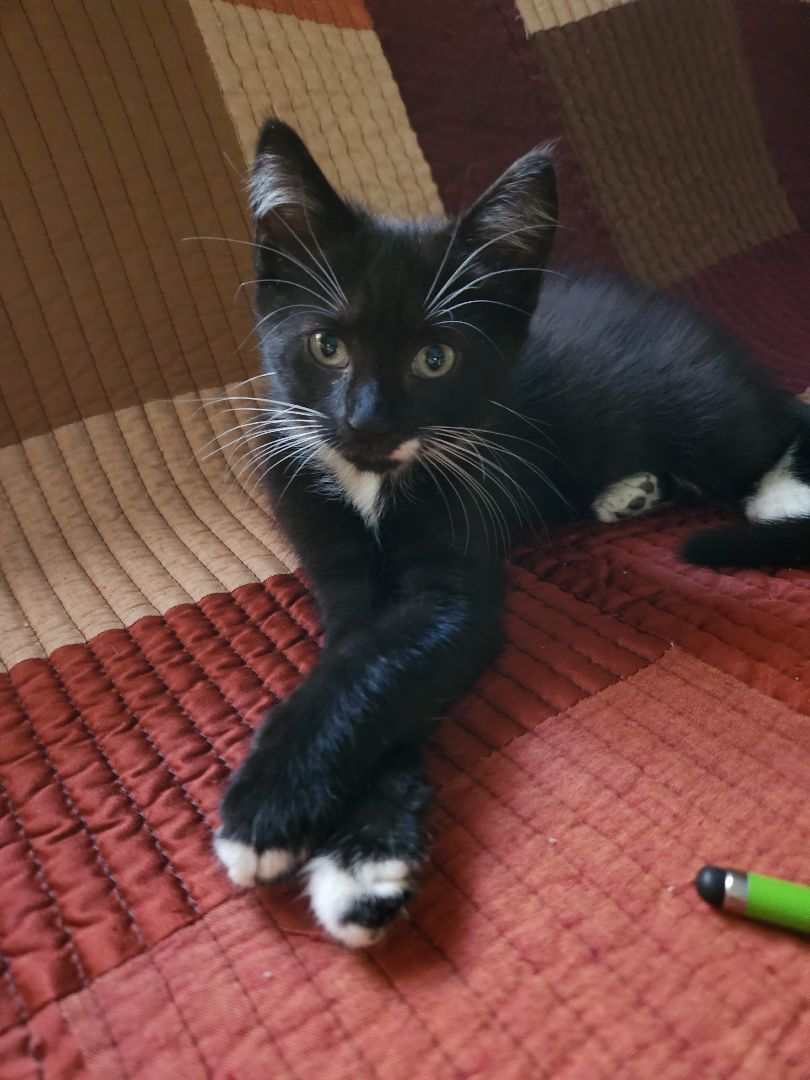 Enlarge Benzo, a Adopted Tuxedo in Flushing, NY image 1/2