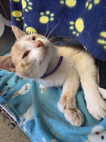 Brindle, Adoptable, Adult Male Domestic Short Hair & Domestic Short Hair.