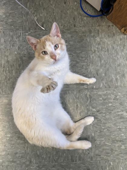 Enlarge Brindle, a Adoptable mixed breed in Shawano, WI image 1/2