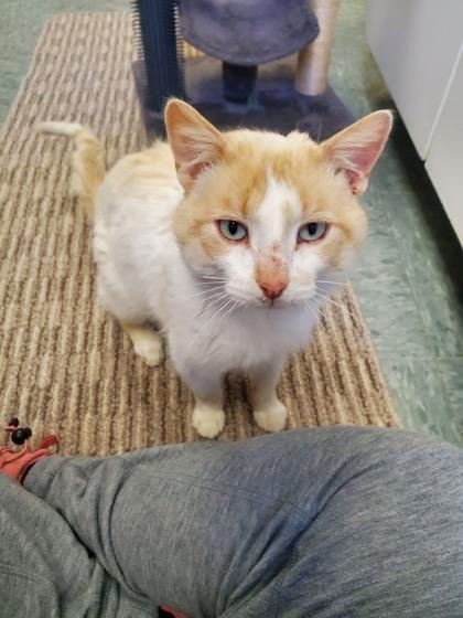 Enlarge Brindle, a Adoptable mixed breed in Shawano, WI image 2/3