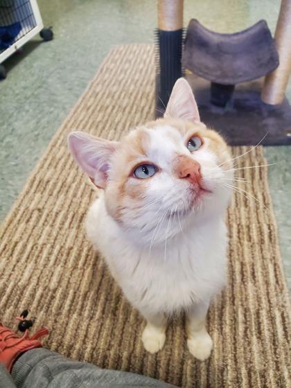 Enlarge Brindle, a Adoptable mixed breed in Shawano, WI image 3/3