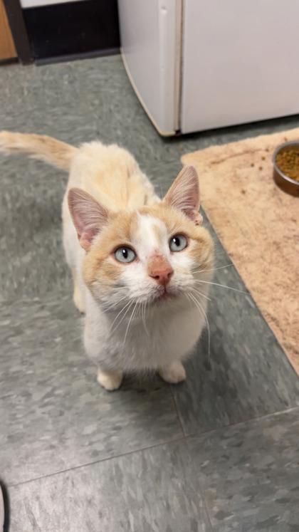 Enlarge Brindle, a Adoptable mixed breed in Shawano, WI image 2/2