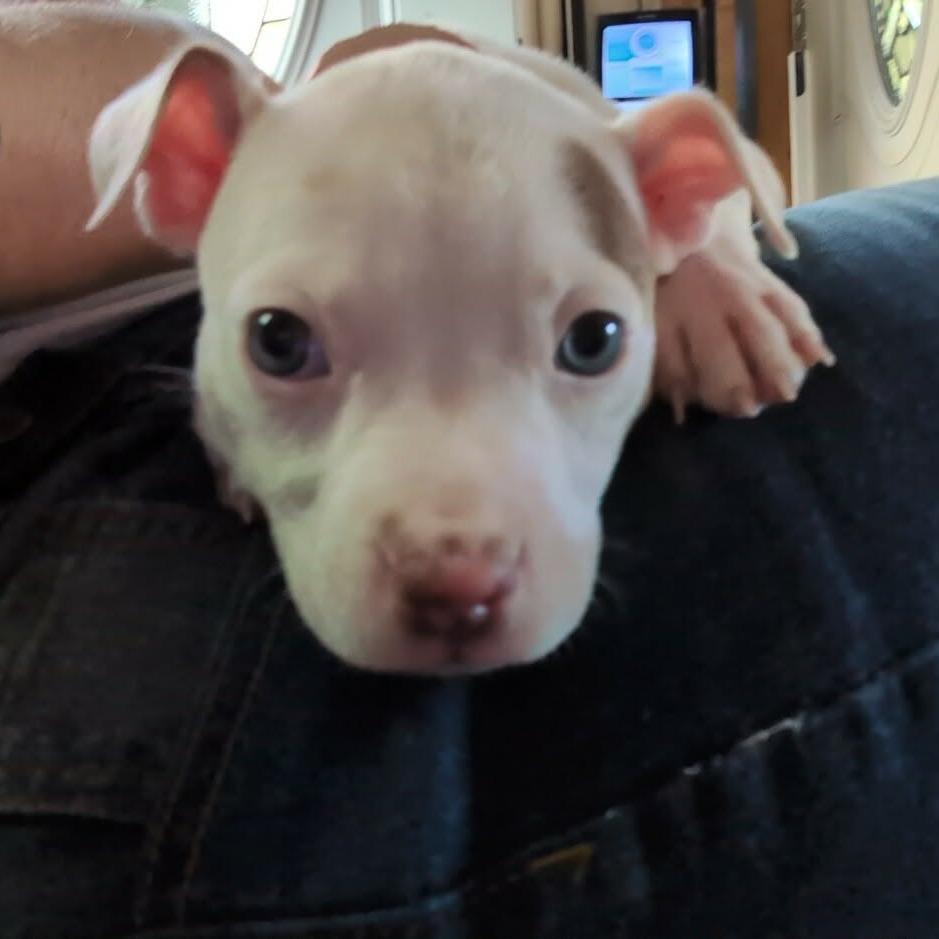 Isha - F, Adoptable, Puppy Female Pit Bull Terrier & Mixed Breed.