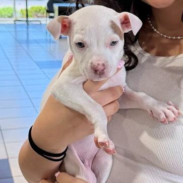 Isha - F, a Adoptable mixed breed in Griswold, CT image 3/6