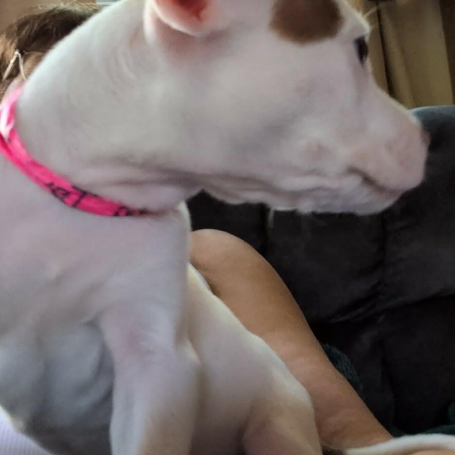 Isha - F, a Adoptable mixed breed in Griswold, CT image 5/6