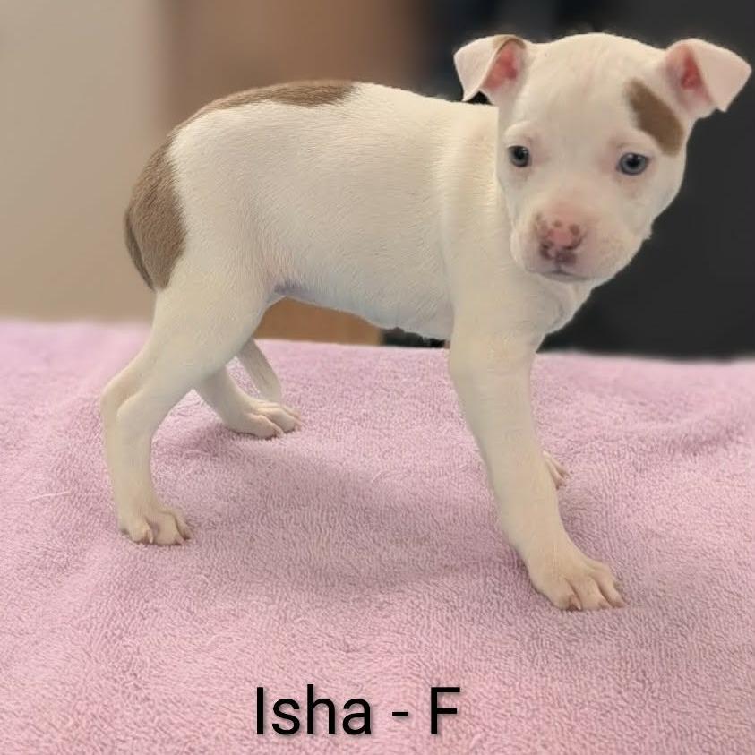 Isha - F, a Adoptable mixed breed in Griswold, CT image 6/6