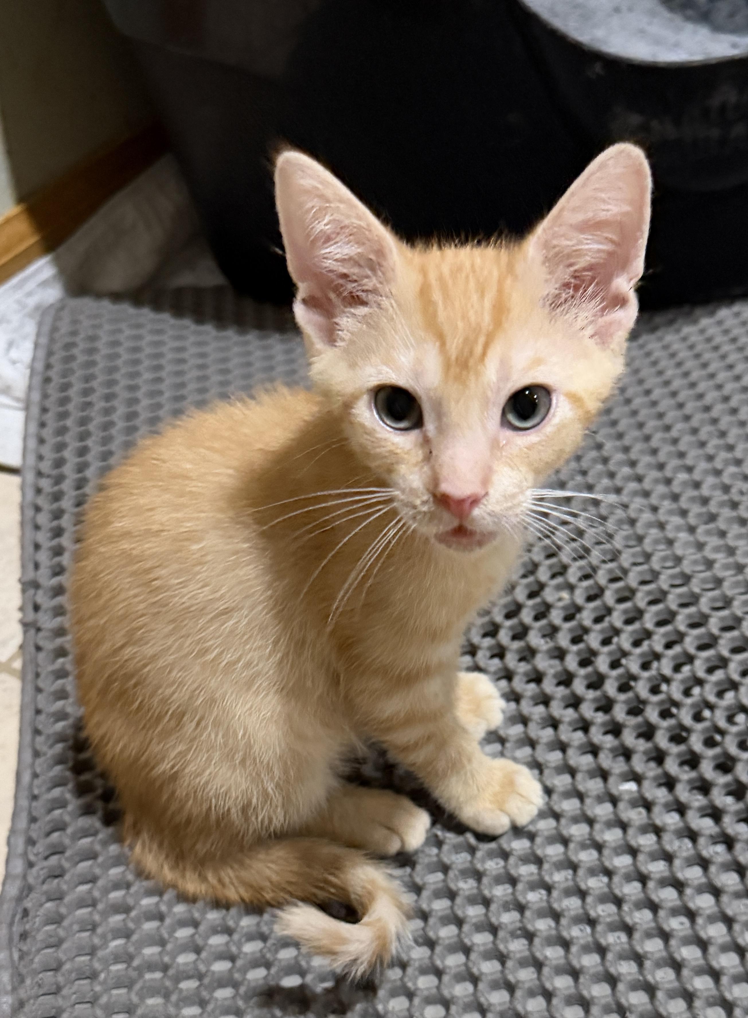 Rocket, Adoptable, Kitten Male Domestic Short Hair.