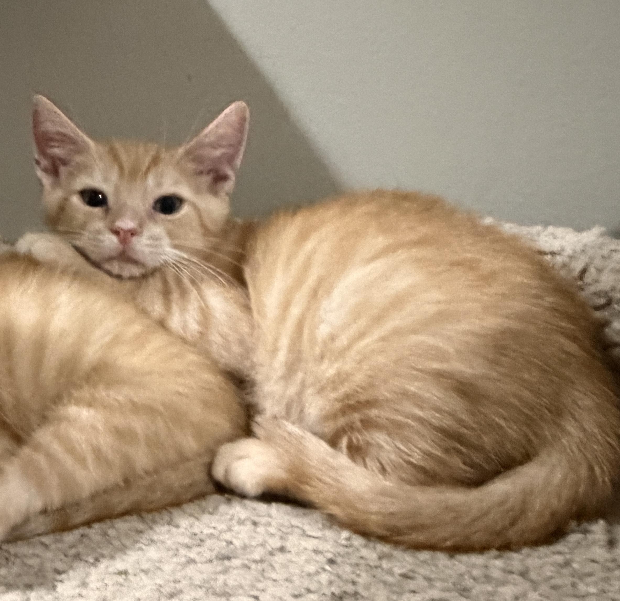 Rocket, Adoptable, Kitten Male Domestic Short Hair.
