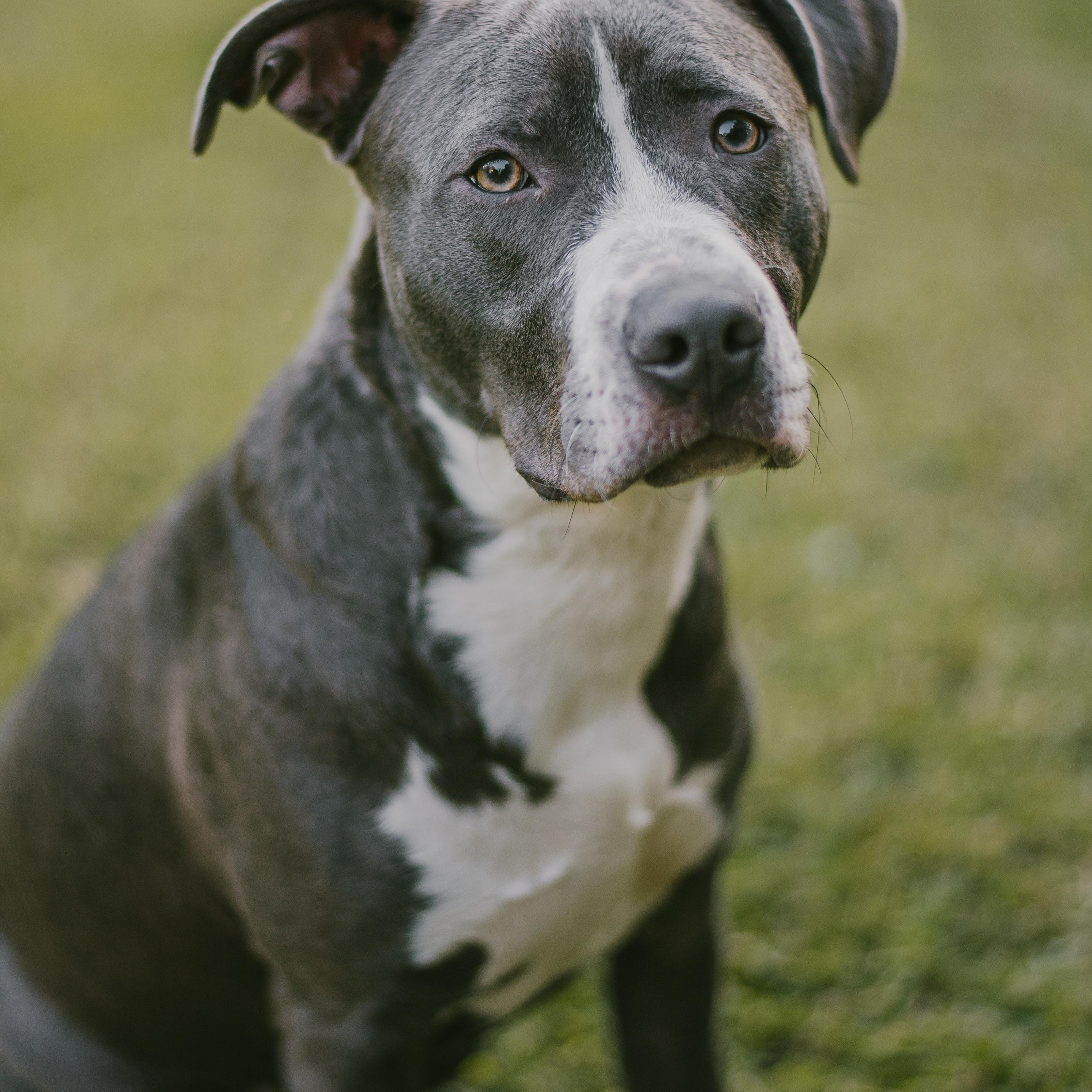 Ace, Adoptable, Young Male Pit Bull Terrier.