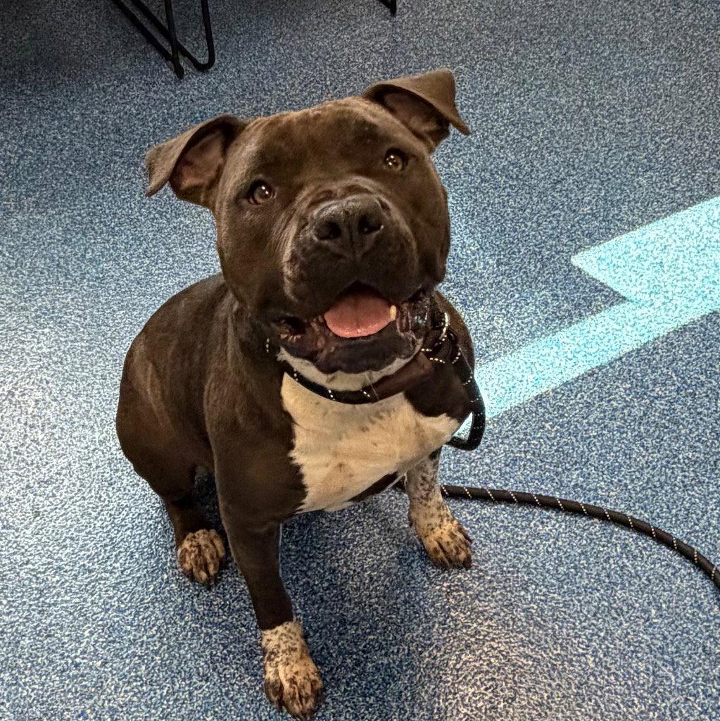 26-276 Brienne, Adoptable, Young Female Pit Bull Terrier.