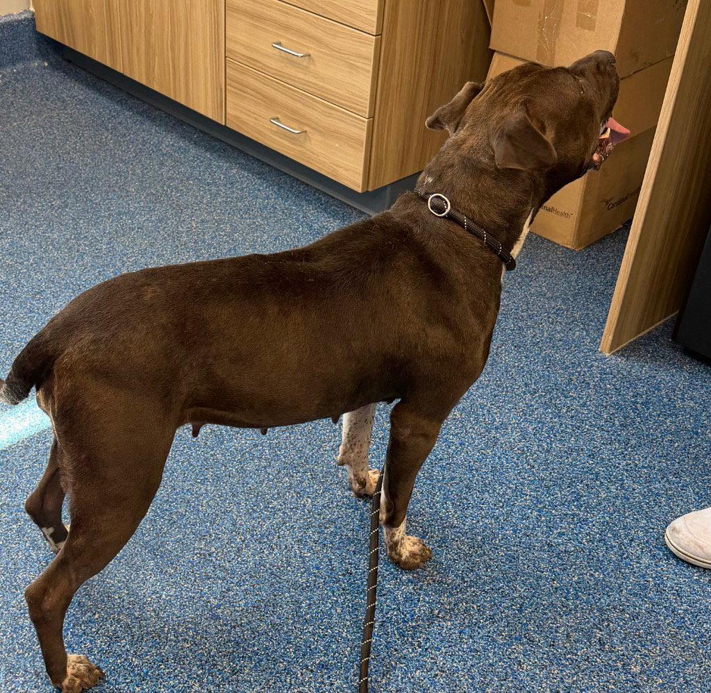 Enlarge 26-276 Brienne, a Adoptable Pit Bull Terrier in Tarboro, NC image 2/3