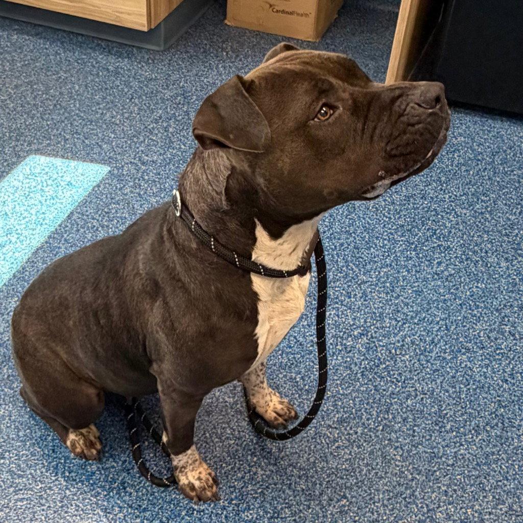 Enlarge 26-276 Brienne, a Adoptable Pit Bull Terrier in Tarboro, NC image 3/3