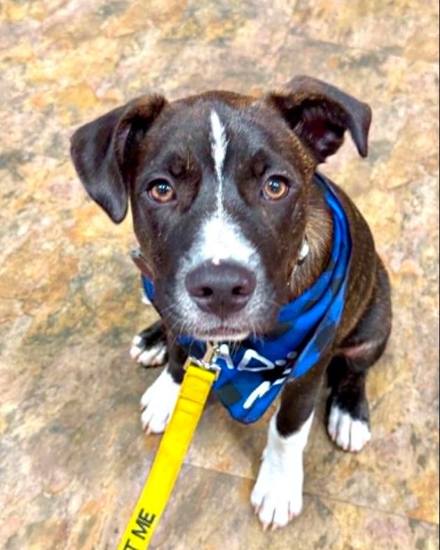 Enlarge Levi, an adopted mixed breed in Eutawville, SC image 1/6