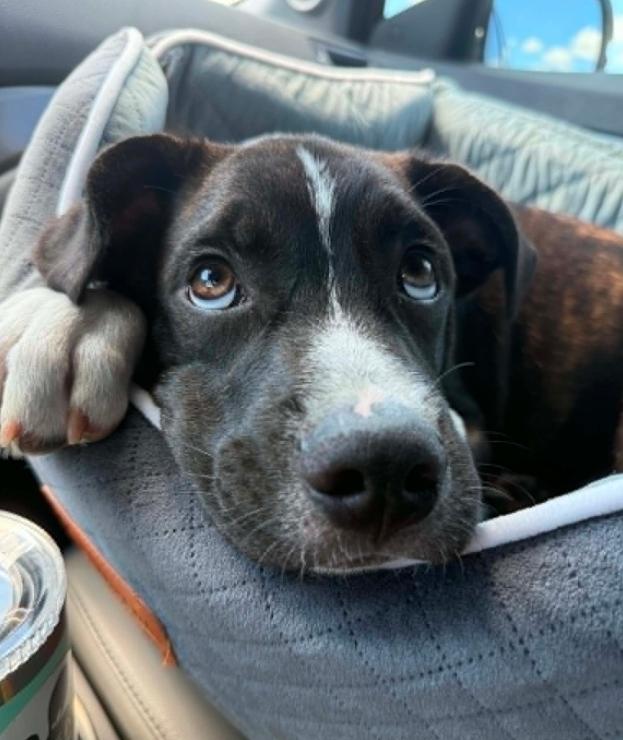 Enlarge Levi, an adopted mixed breed in Eutawville, SC image 2/6