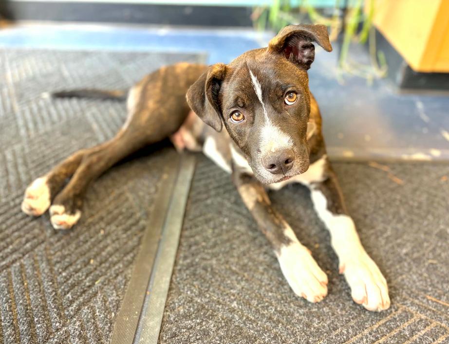 Enlarge Levi, an adopted mixed breed in Eutawville, SC image 5/6