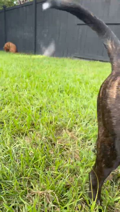 Enlarge Levi, an adopted mixed breed in Eutawville, SC video 4/6