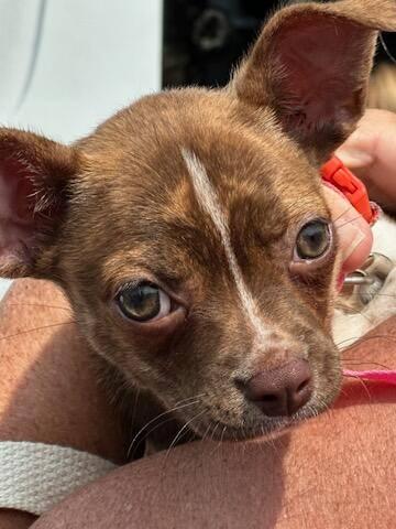 Henna now Mardi, a Adopted mixed breed in Oakhurst, NJ image 3/3