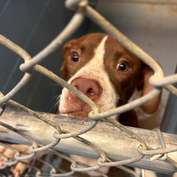 Taco Bean, Adoptable, Young Male Mixed Breed.