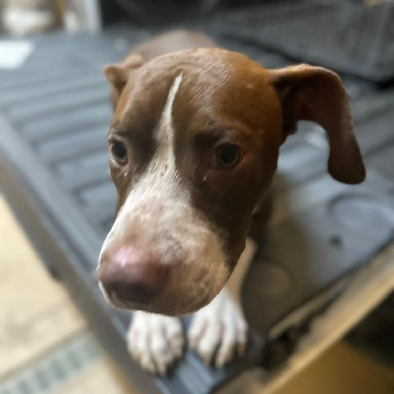 Enlarge Taco Bean, a Adoptable Mixed Breed in Gadsden, AL image 2/2