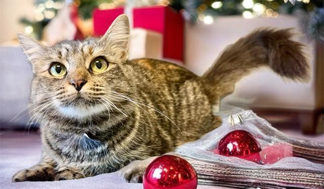 GLITTERBUG, Adoptable, Young Female Domestic Medium Hair & Domestic Short Hair.