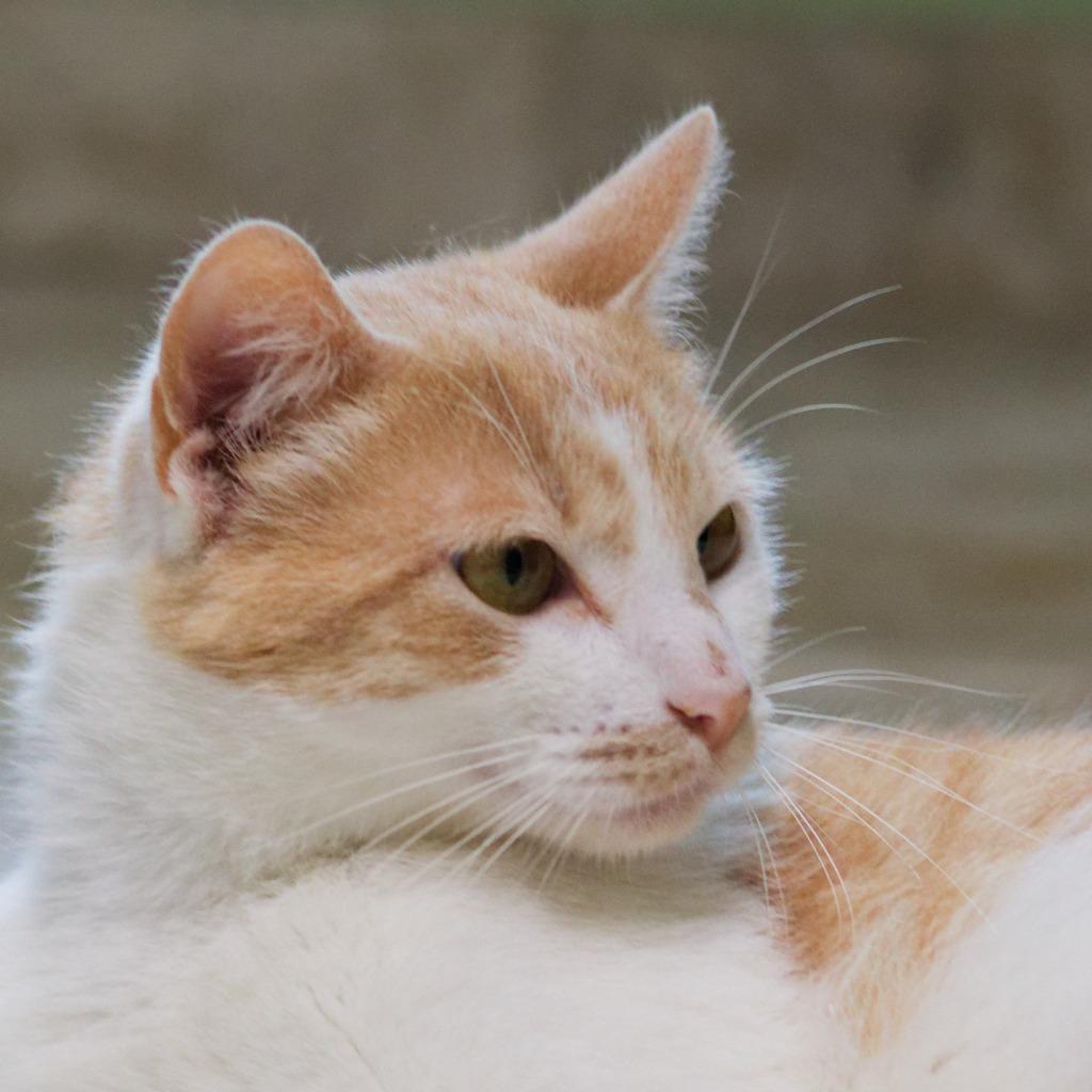 Pancake, Adoptable, Young Female Domestic Short Hair.