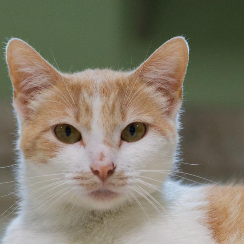 Enlarge Pancake, a Adoptable mixed breed in Hot Springs, AR image 2/3